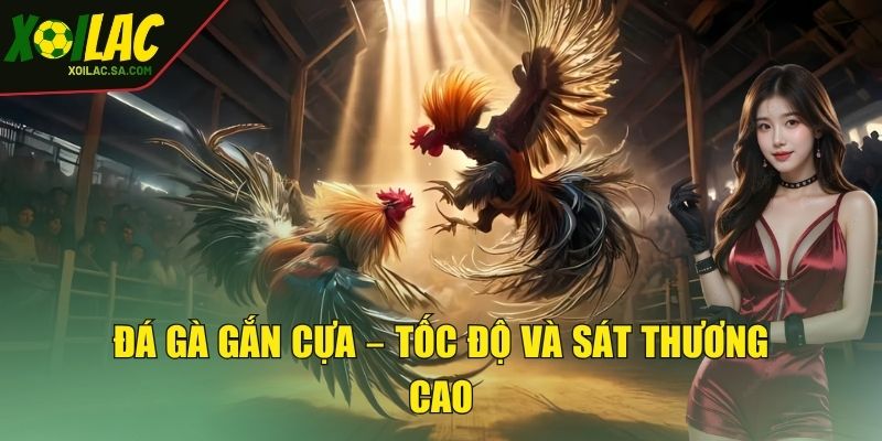 Đá Gà XOILAC - Đấu Trường Chọi Gà Trực Tuyến Đỉnh Cao 4 Đá gà gắn cựa – Tốc độ và sát thương cao