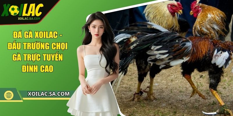 Đá Gà XOILAC - Đấu Trường Chọi Gà Trực Tuyến Đỉnh Cao 1 Đá gà XOILAC - Đấu trường chọi gà trực tuyến đỉnh cao