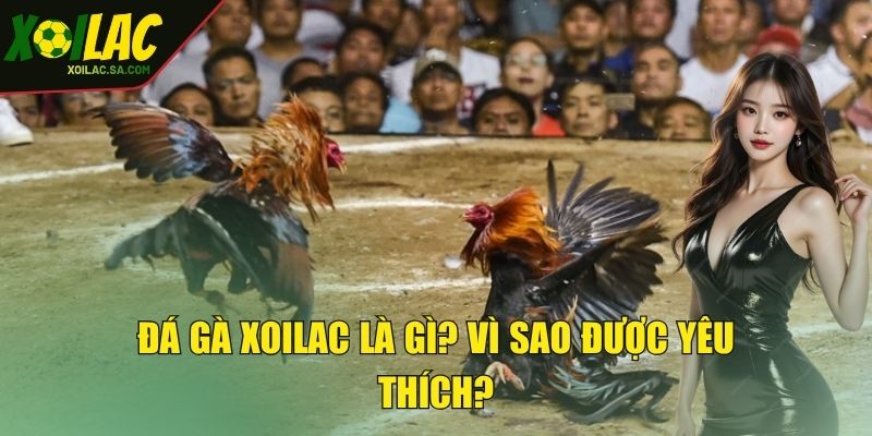 Đá Gà XOILAC - Đấu Trường Chọi Gà Trực Tuyến Đỉnh Cao 2 Đá gà XOILAC là gì? Vì sao được yêu thích?